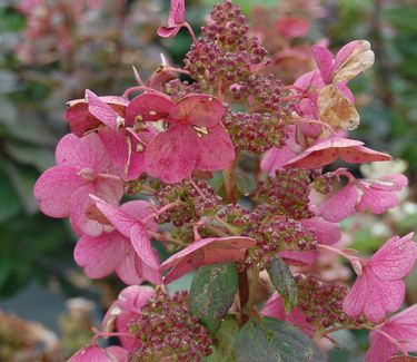 Hydrangea paniculata Quick Fire™ ('Bulk') Fall