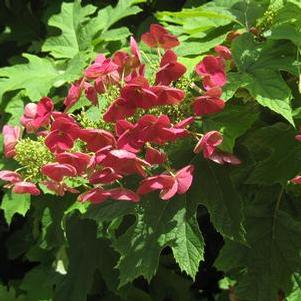 Hydrangea quercifolia Amethyst