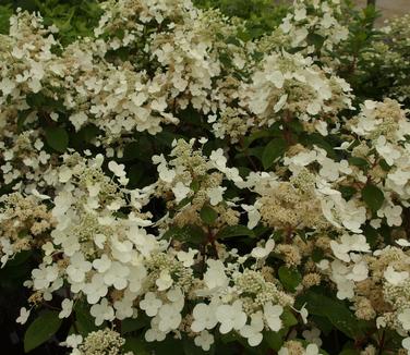 Hydrangea paniculata Quick Fire 