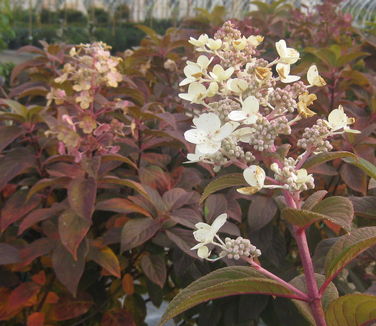 Hydrangea paniculata Quick Fire (fall color)