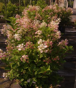 Hydrangea paniculata Quick Fire