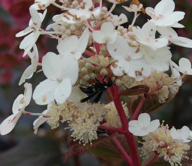 Hydrangea paniculata Quick Fire™ ('Bulk') Fall