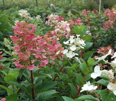 Hydrangea paniculata Quick Fire™ ('Bulk')- Fall