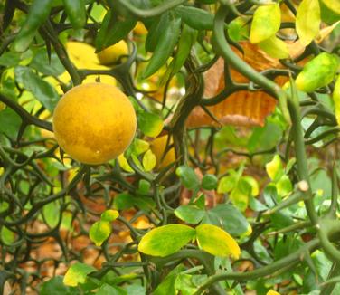 Poncirus trifoliata 'Flying Dragon'