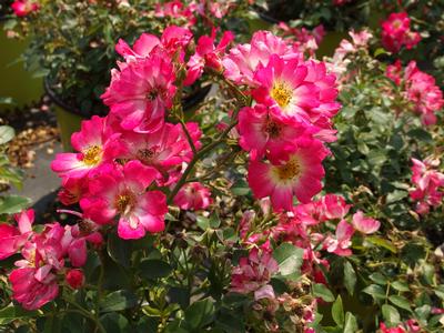 Rosa Pink Drift®