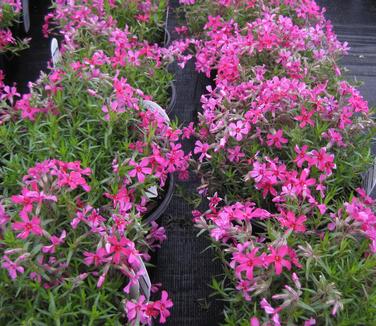 Phlox subulata Red Wings