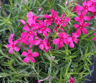 Phlox subulata Red Wings 