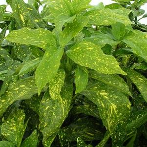 Aucuba japonica Variegata