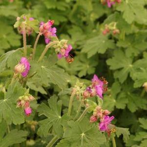 Geranium macrorrhizum Bevan's Variety