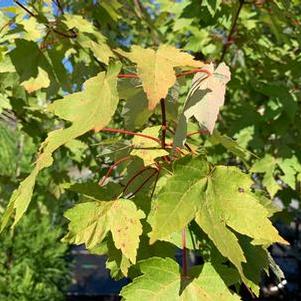 Acer rubrum Redpointe®