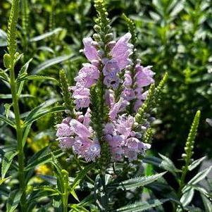 Physostegia virginiana 