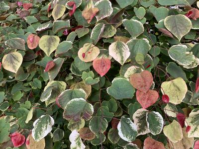 Cercis canadensis Carolina Sweetheart