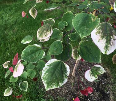 Cercis canadensis Carolina Sweetheart