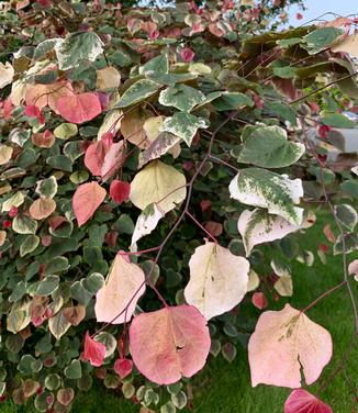 Cercis canadensis Carolina Sweetheart