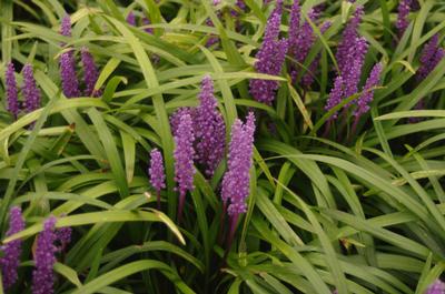 Liriope muscari Royal Purple