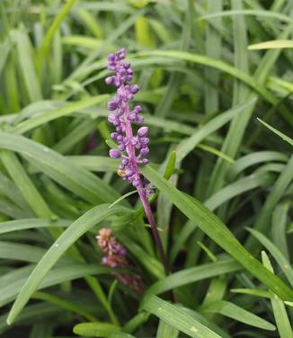 Liriope muscari Royal Purple