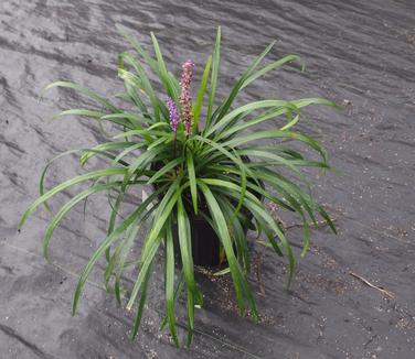 Liriope muscari Royal Purple