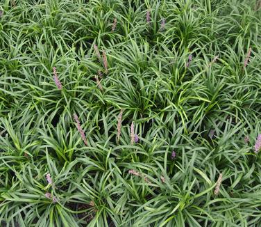 Liriope muscari Royal Purple