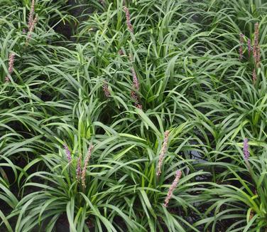 Liriope muscari 'Royal Purple' - Lily-turf from Pleasant Run Nursery