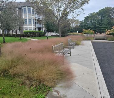 Muhlenbergia reverchonii 'Undaunted' - (Photo Lou Rissland)