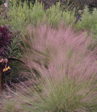 Muhlenbergia reverchonii Undaunted