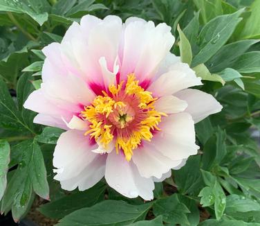 Paeonia x Itoh 'Cora Louise' - Itoh Peony from Pleasant Run Nursery