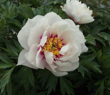 Paeonia x Itoh Cora Louise