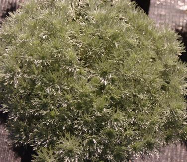 Artemisia schmidtiana 'Silver Mound' - Wormwood from Pleasant Run Nursery