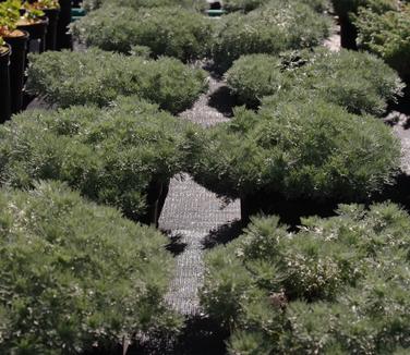 Artemisia schmidtiana Silver Mound