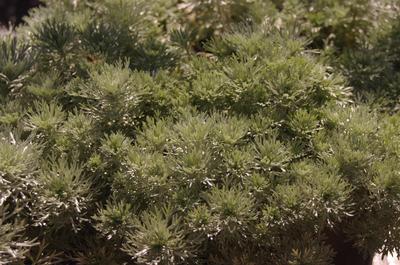 Artemisia schmidtiana Silver Mound