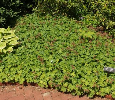 Geranium macrorhizum Bevan's Variety (@ NYBG)