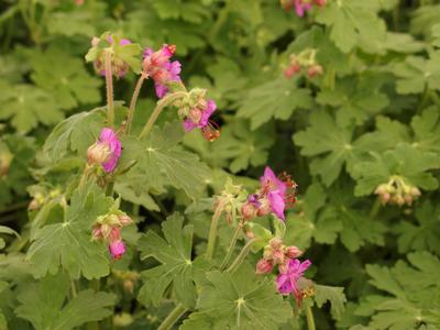 Geranium macrorhizum Bevan's Variety