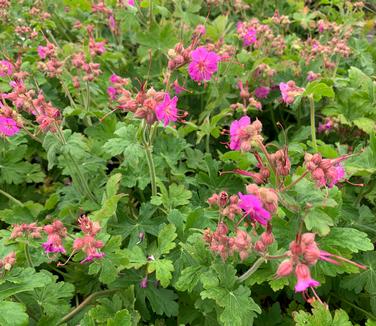 Geranium macrorrhizum 'Bevan's Variety'