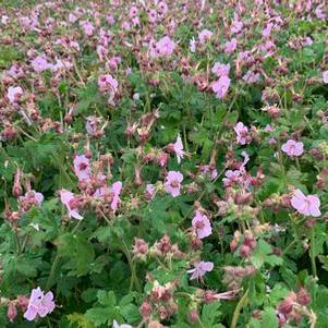 Geranium macrorrhizum Ingwersen's Variety