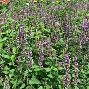 Agastache x Little Adder