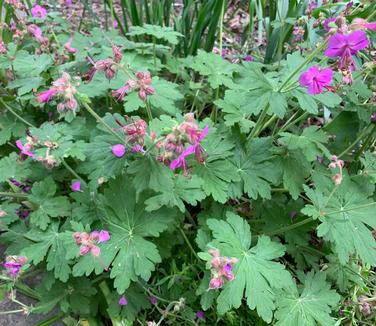 Geranium macrorrhizum 'Bevan's Variety' - Bigroot Geranium from Pleasant Run Nursery