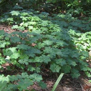 Geranium x cantabrigiense Biokovo