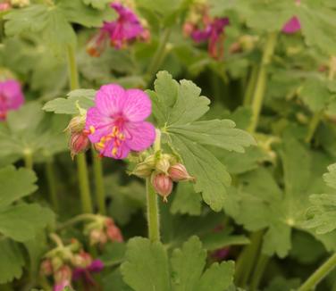 Geranium macrorhizum Bevan's Variety