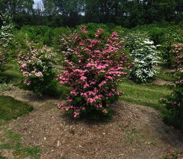 Cornus kousa Scarlet Fire (Courtesy of Rutgers University)