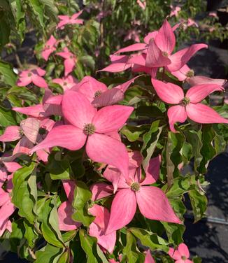 Cornus kousa Scarlet Fire - Kousa Dogwood from Pleasant Run Nursery