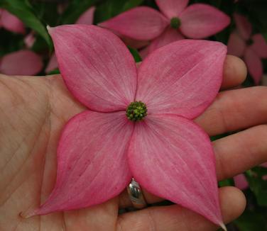 Cornus kousa Scarlet Fire (Courtesy of Rutgers University)