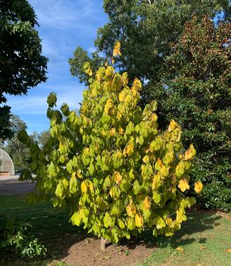 Asimina triloba 'Mango' - Pawpaw from Pleasant Run Nursery