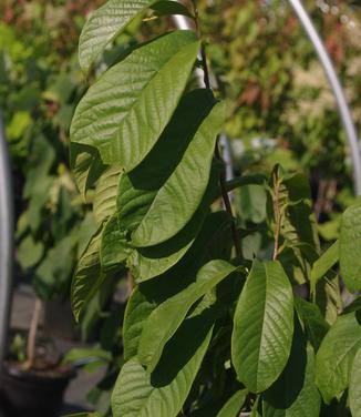 Asimina triloba 'Wilson'