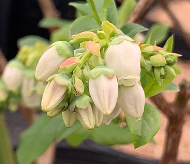 Vaccinium corymbosum 'Bluecrop' - Highbush Blueberry from Pleasant Run Nursery