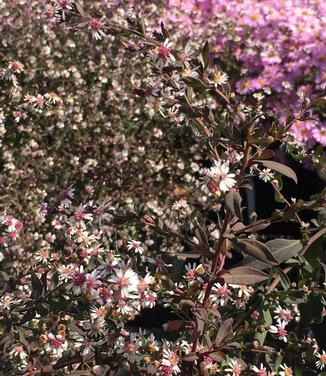 Aster lateriflorus Lady in Black