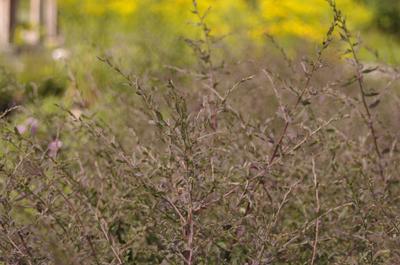 Aster lateriflorus Lady in Black 