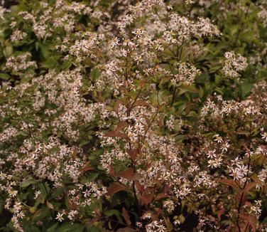 Aster lateriflorus Lady in Black 