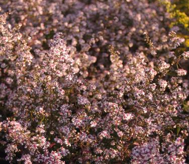 Aster lateriflorus 'Lady in Black'