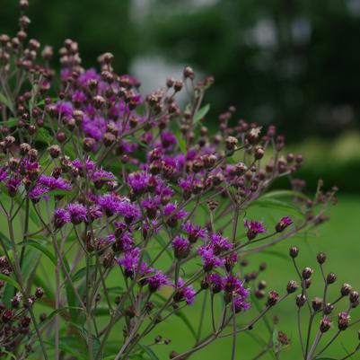 Vernonia glauca 