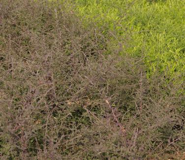 Aster lateriflorus Lady in Black